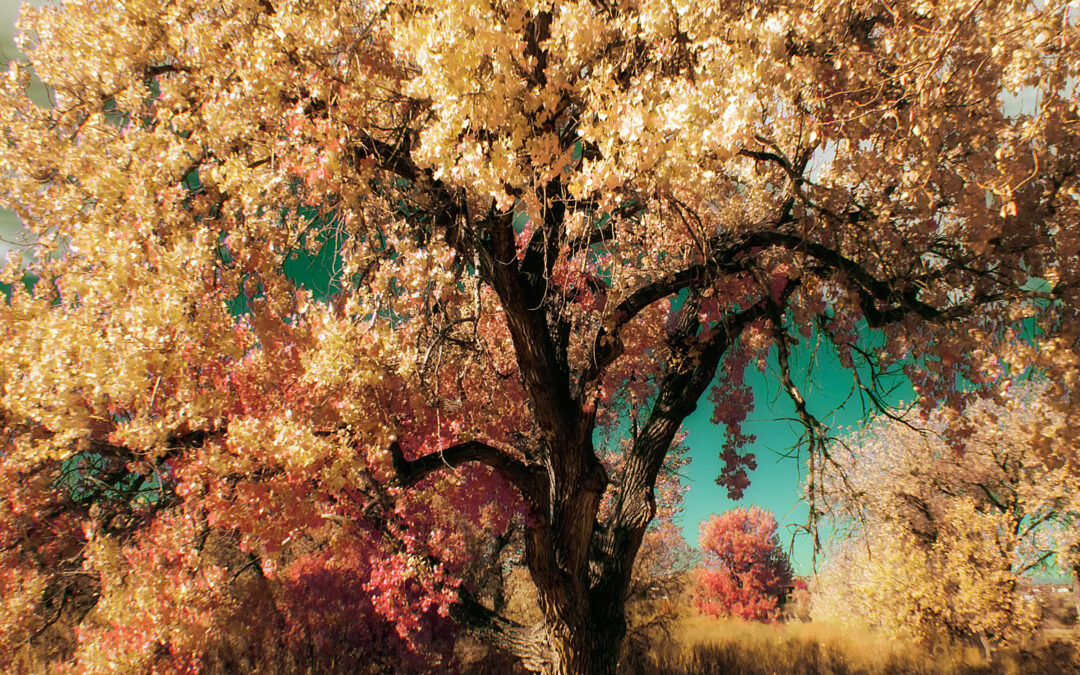 Infrared Capture in the Fall: What Happens?