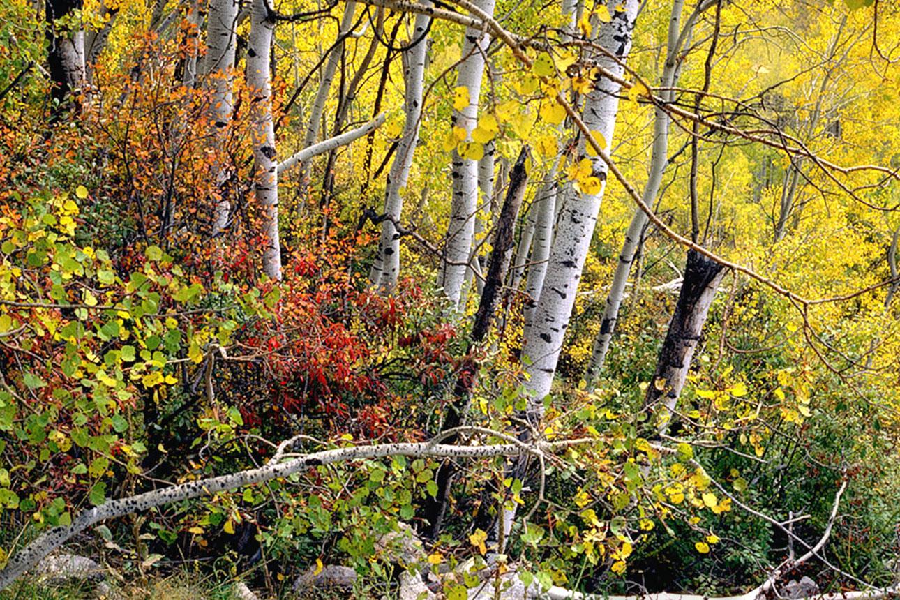 © Joe Farace. Aspen, Colorado, shot on film