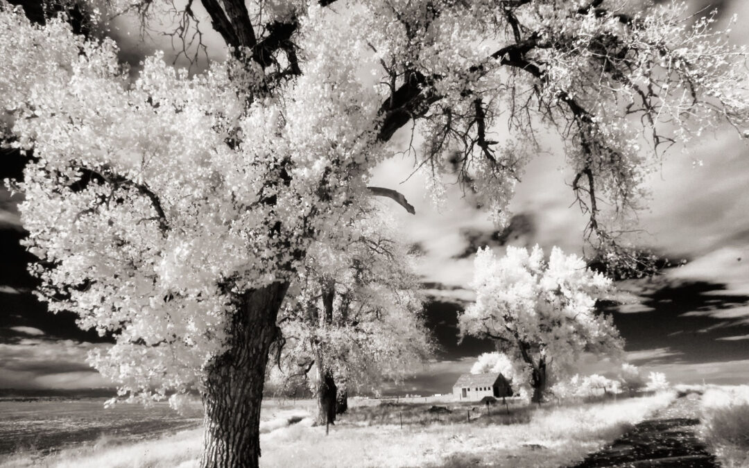 Getting Started with Infrared Photography