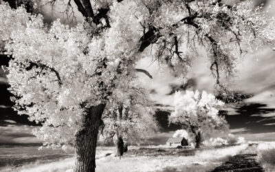 Getting Started with Infrared Photography