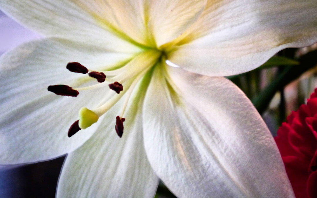 Photographing Flowers: To Crop or Not?
