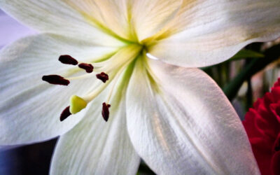Photographing Flowers: To Crop or Not?