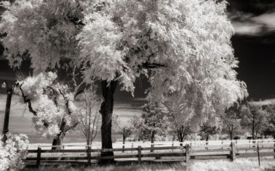 Monochrome Monday: Focusing for Infrared Capture