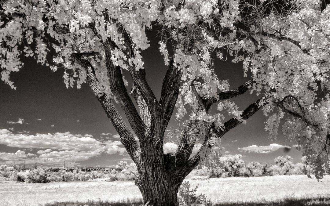 Monochrome Monday: Determining Your Camera’s IR Sensitivity
