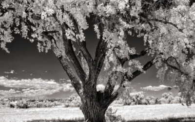 Monochrome Monday: Determining Your Camera’s IR Sensitivity