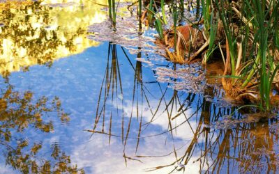 Eight Easy Ways to Improve Your Photography