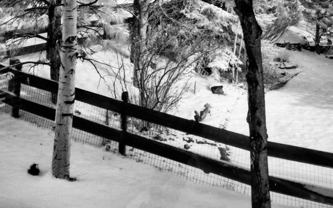 Monochrome Monday: Shooting Infrared Images in the Snow