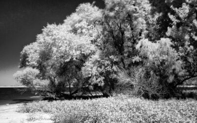 It’s Spring and It’s Almost Infrared Season