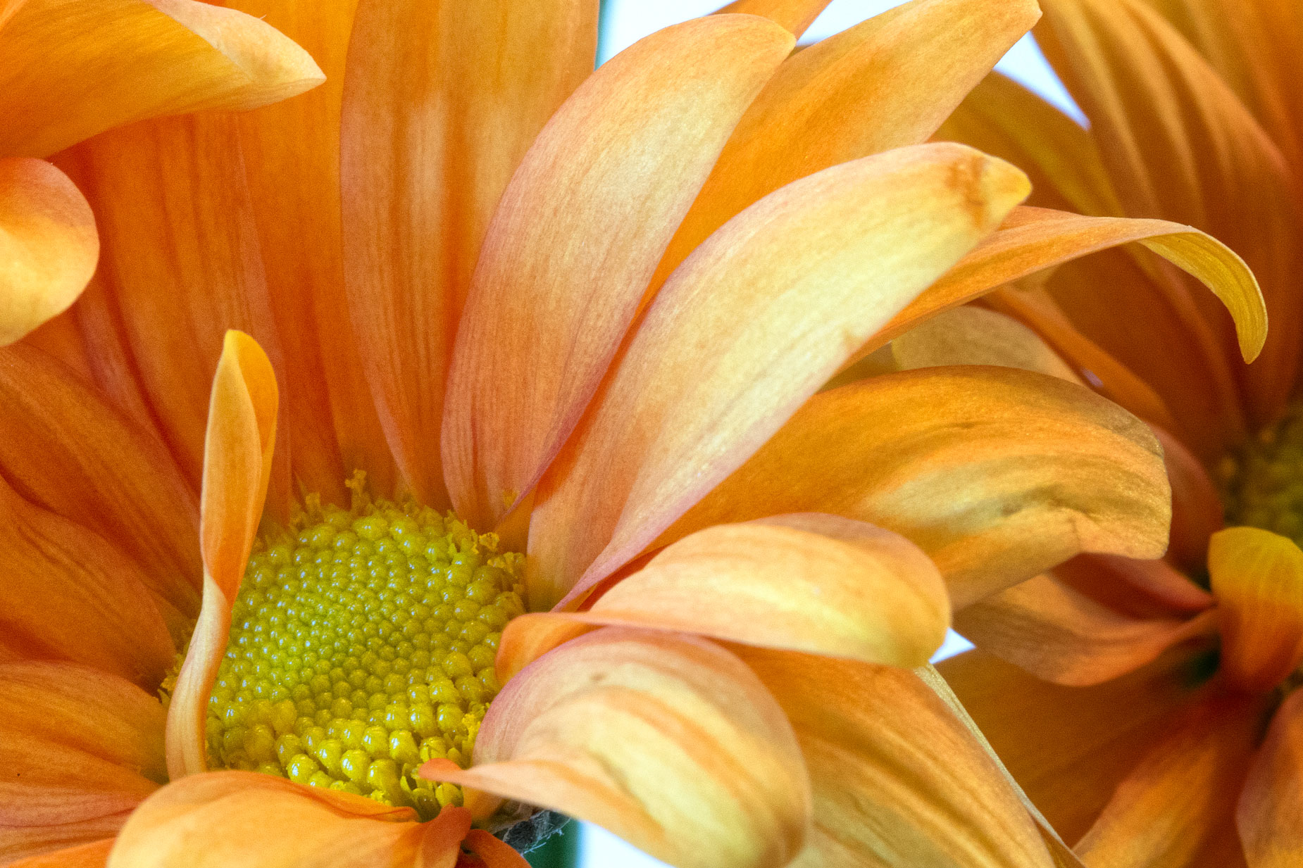 © Joe Farace. Macro Photography