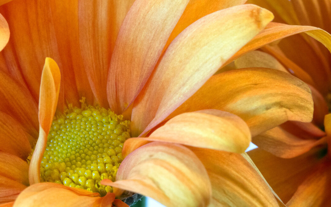Cleaning Up Your Macro Photography