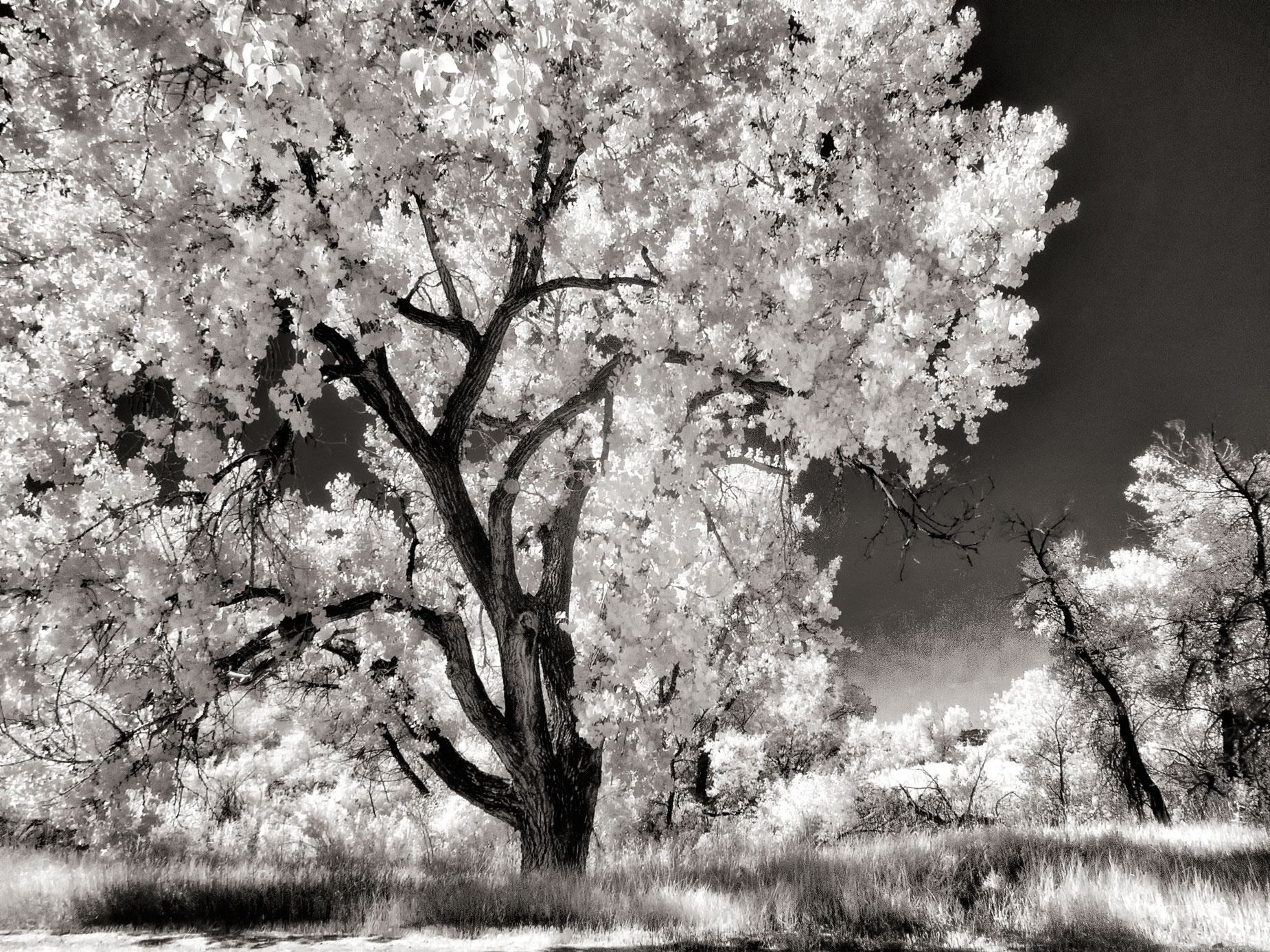 © Joe Farace. McCable Meadows in infrared