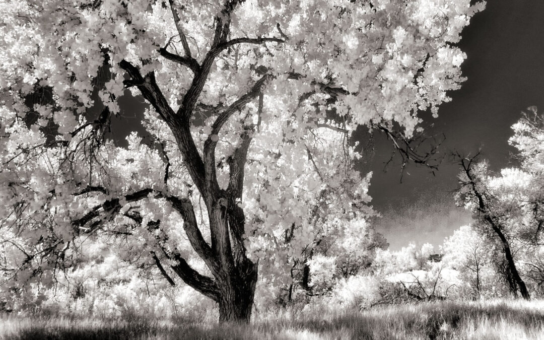 Monochrome Monday: Infrared with a Wide Angle Lens