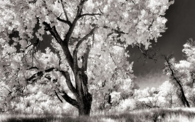 Monochrome Monday: Infrared with a Wide Angle Lens