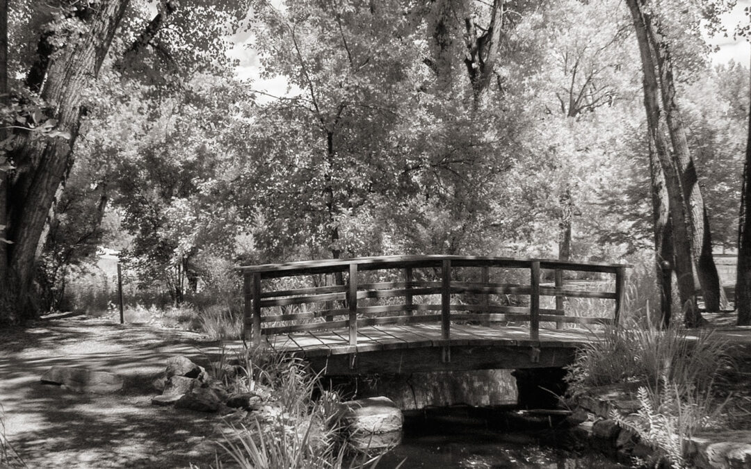 Monochrome Monday: Process or Not Process Infrared Files