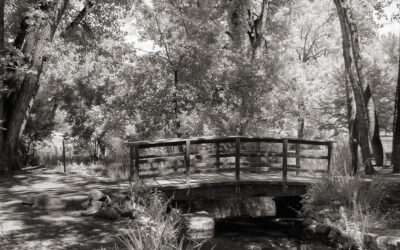 Monochrome Monday: Process or Not Process Infrared Files